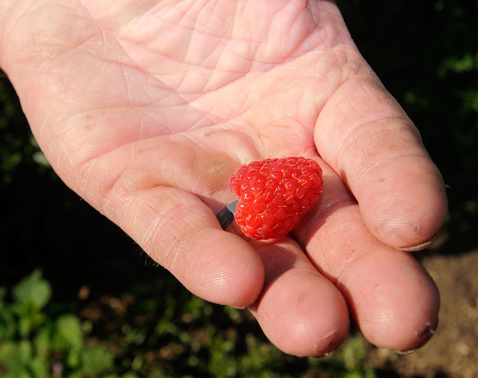 Diseases of raspberries and struggle with them. Raspberry Care 55 Diseases of raspberries and struggle with them. Raspberry Care 67